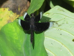 Neurothemis decora