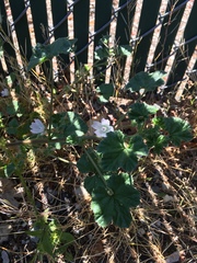 Malva neglecta