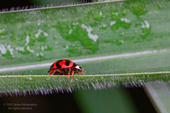 Cheilomenes sexmaculata