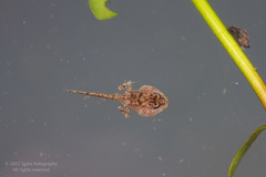 Duttaphrynus melanostictus