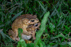 Duttaphrynus melanostictus
