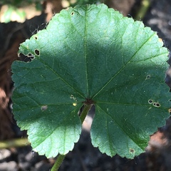 Malva neglecta