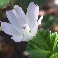 Malva neglecta