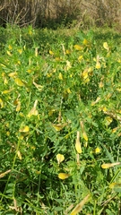 Vicia hybrida