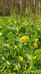 Vicia hybrida