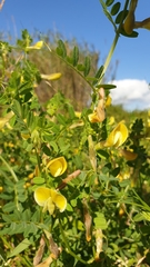 Vicia hybrida