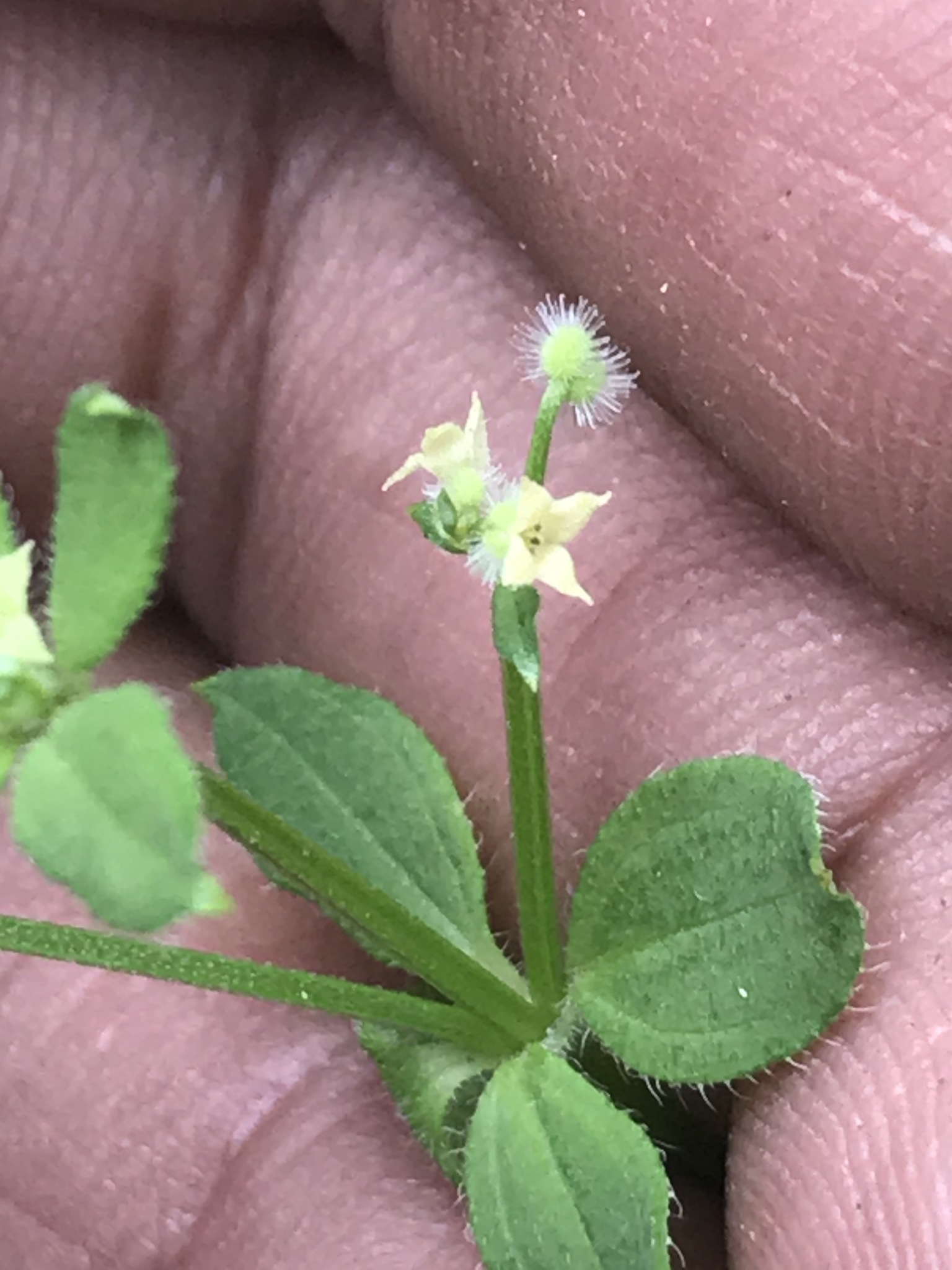 Galium uncinulatum
