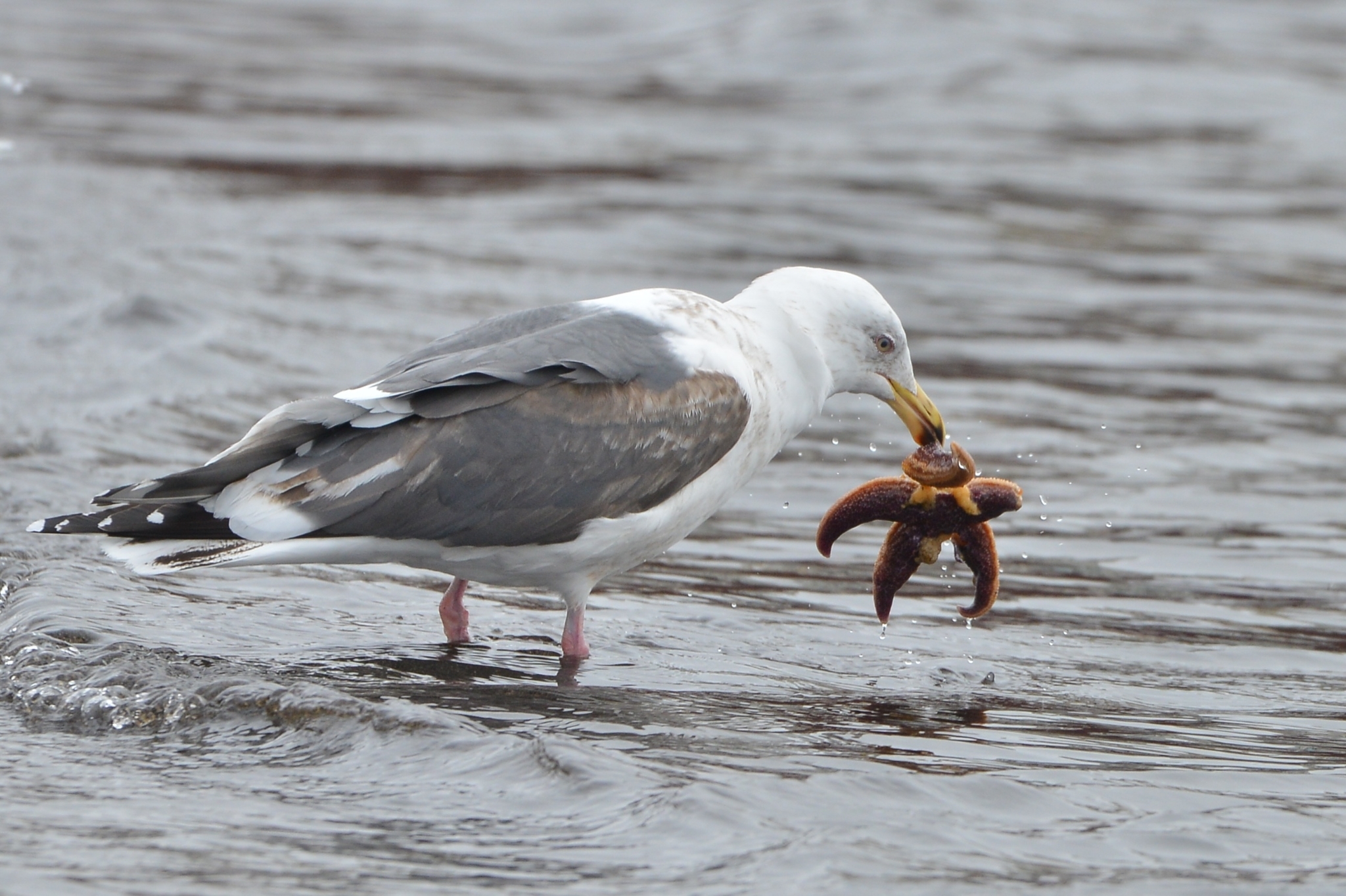 Slaty-backed Gull illustration