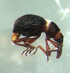 Cyrtobagous salviniae