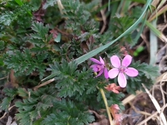 Erodium cicutarium