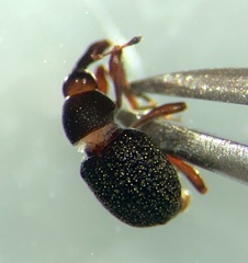 Cyrtobagous salviniae