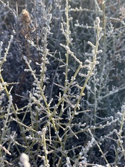 Chenopodium nitrariaceum