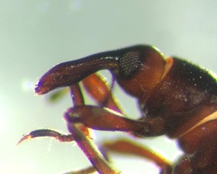 Cyrtobagous salviniae