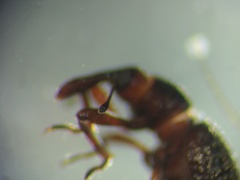 Cyrtobagous salviniae