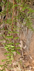 Pellaea andromedifolia pubescens