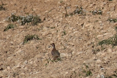 Alectoris rufa hispanica