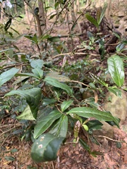 Camellia sinensis assamica