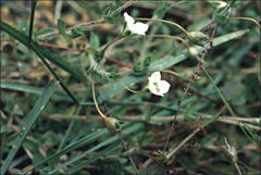 Mitrasacme pilosa