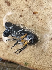 Eurymeloides bicincta