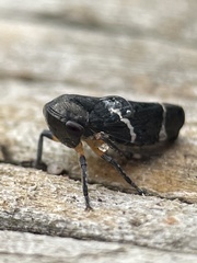 Eurymeloides bicincta