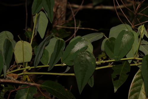 Desmodium tortuosum iNat (1)