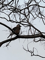 Garrulus glandarius atricapillus