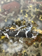Eurymeloides bicincta