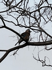 Garrulus glandarius atricapillus