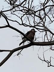 Garrulus glandarius atricapillus
