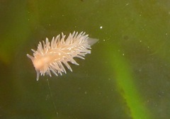Aeolidia