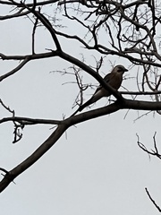 Garrulus glandarius atricapillus