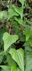 Dioscorea collettii