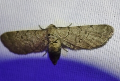 Exelis ophiurus