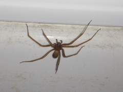 Loxosceles rufescens