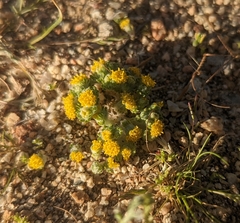 Eriophyllum pringlei