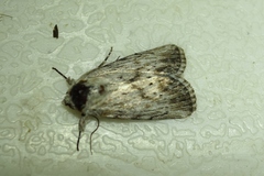 Catabenoides