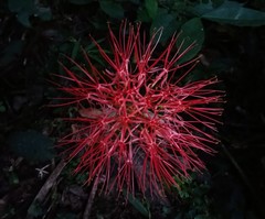Scadoxus multiflorus