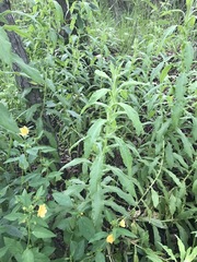 Pseudognaphalium chartaceum