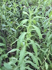 Pseudognaphalium chartaceum