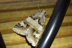 Drasteria ingeniculata