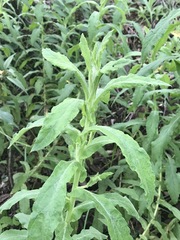 Pseudognaphalium chartaceum