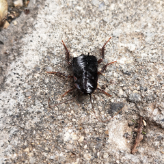 Blatta orientalis
