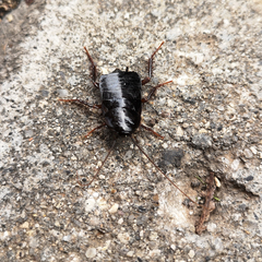 Blatta orientalis