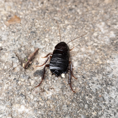 Blatta orientalis