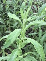 Pseudognaphalium chartaceum