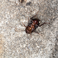 Blatta orientalis