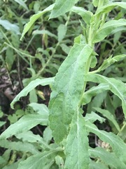 Pseudognaphalium chartaceum