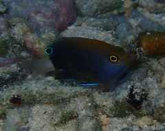 Pomacentrus chrysurus