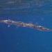 Reef Needlefish - Photo (c) John Sear, some rights reserved (CC BY-NC), uploaded by John Sear