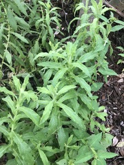 Pseudognaphalium chartaceum